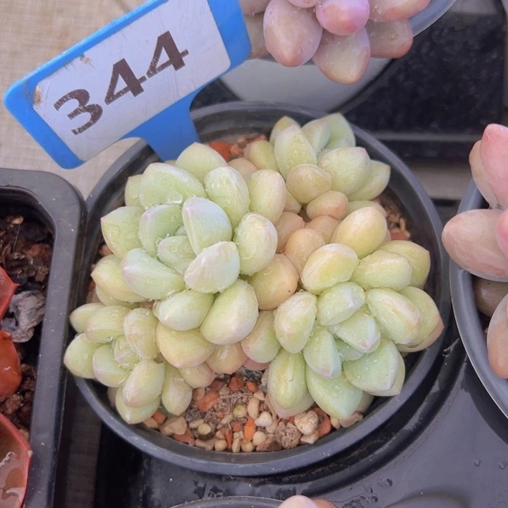 健健康康平平安安