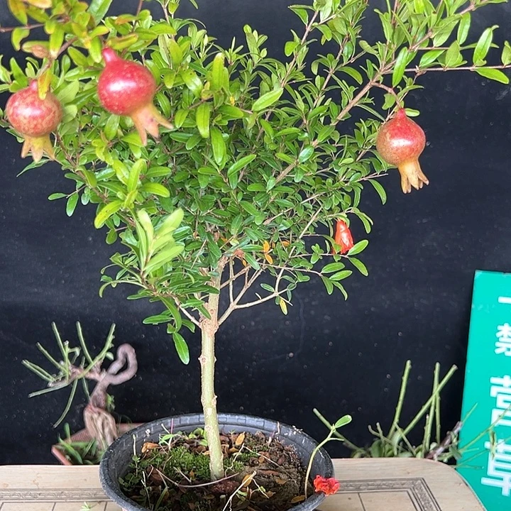 馨***店完全开放品种红太阳