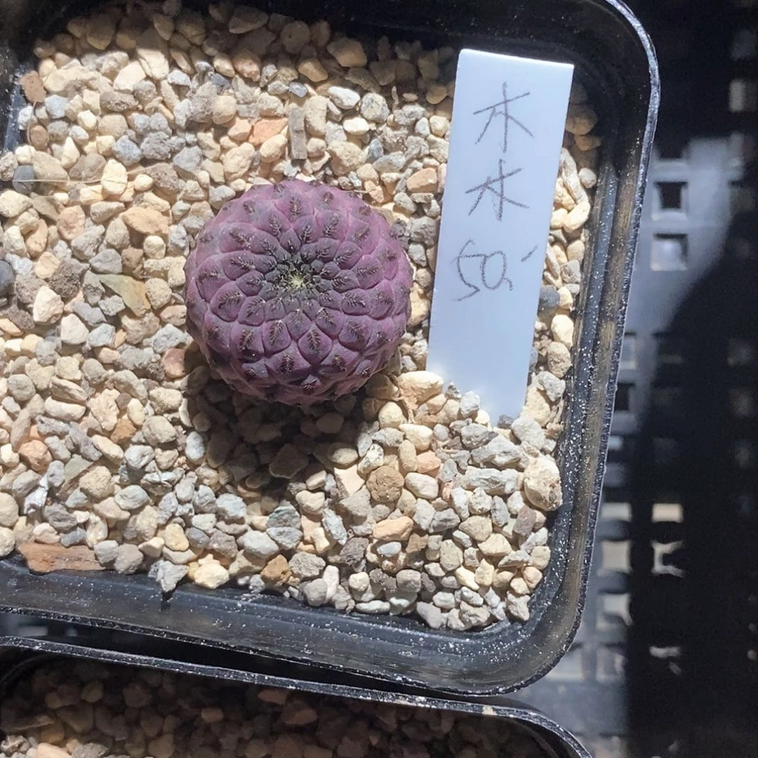 木***木红栗单头花花花花