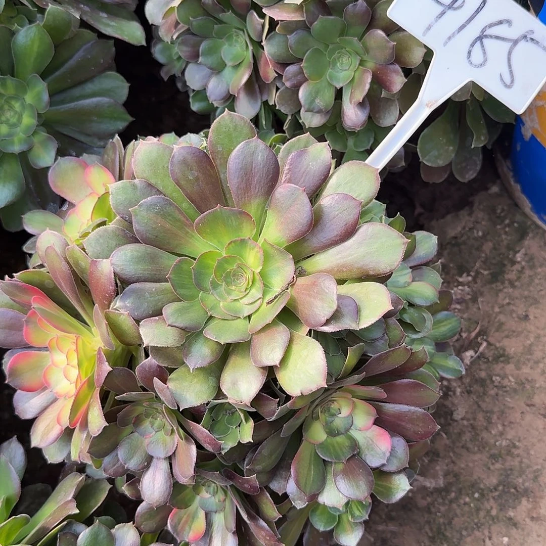 4185流星雨多肉法师多肉