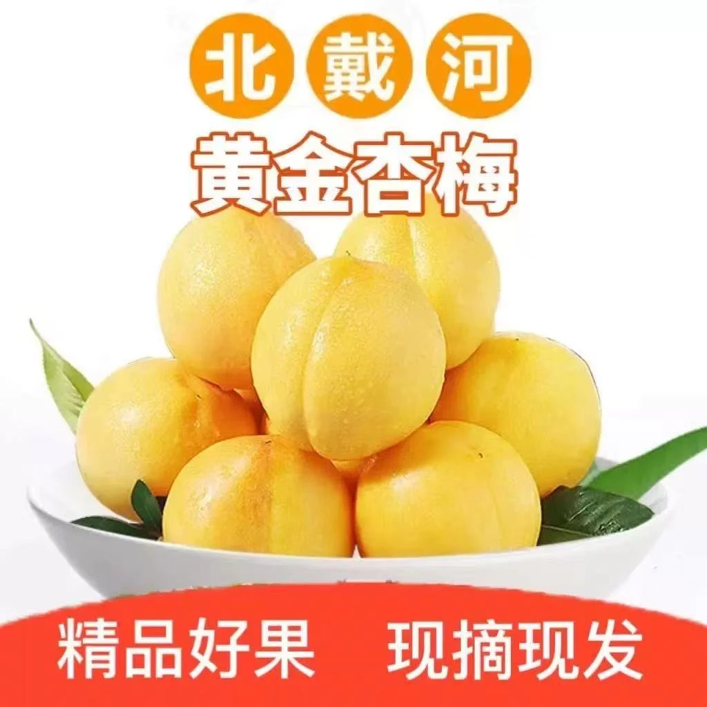 【次日达】黄金杏梅鲜果3-3.5斤酸甜可口 顺丰包邮 坏果包赔