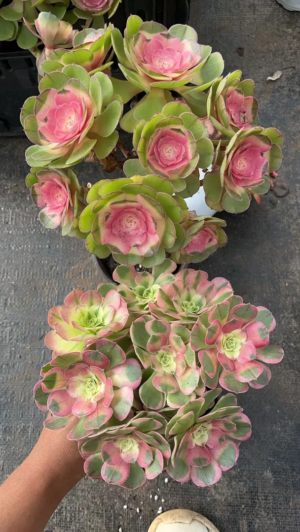 玫瑰法师+奶白锦 多肉植物 鲜花绿植盆栽 易养活 基地源头