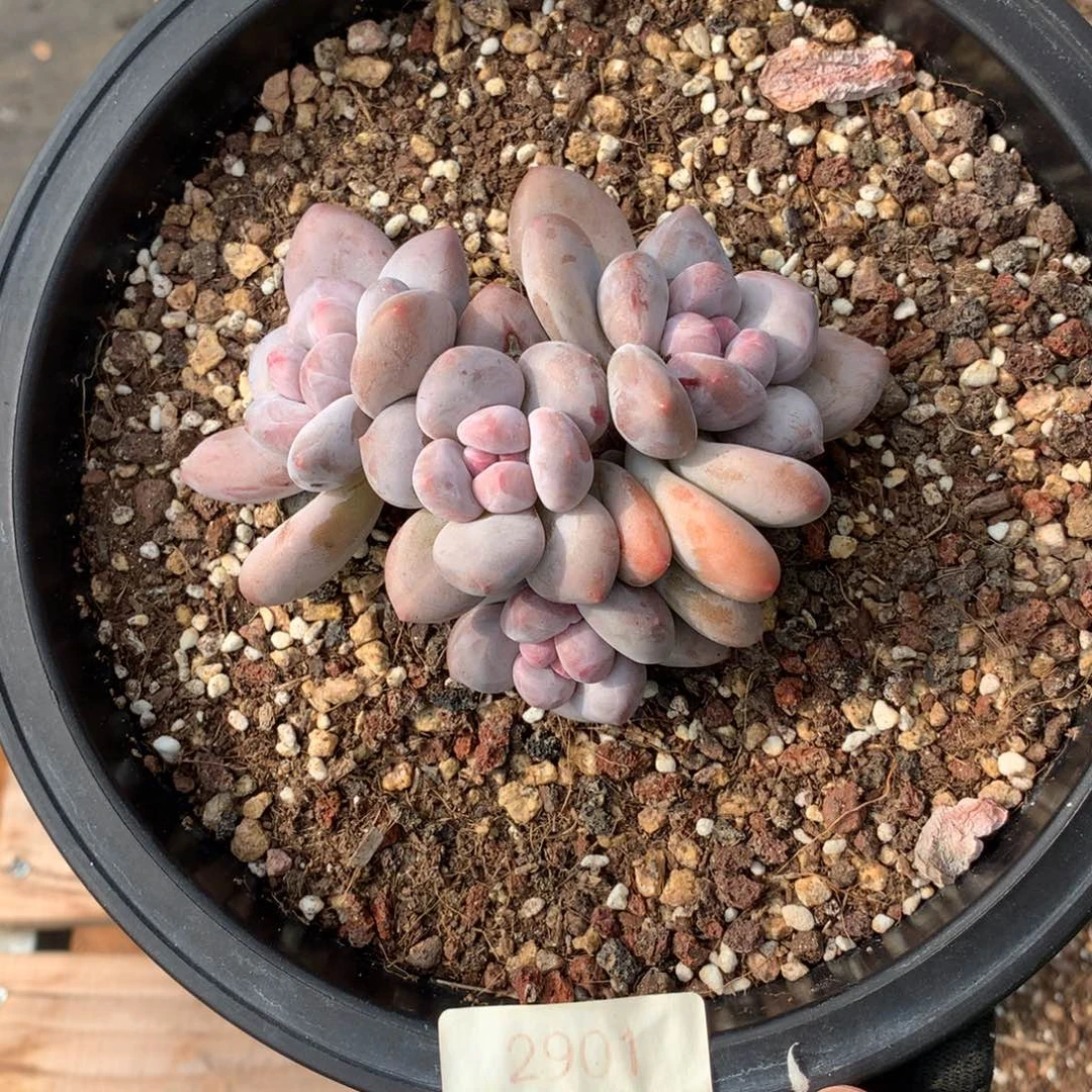 11厘米四头香水多肉2901