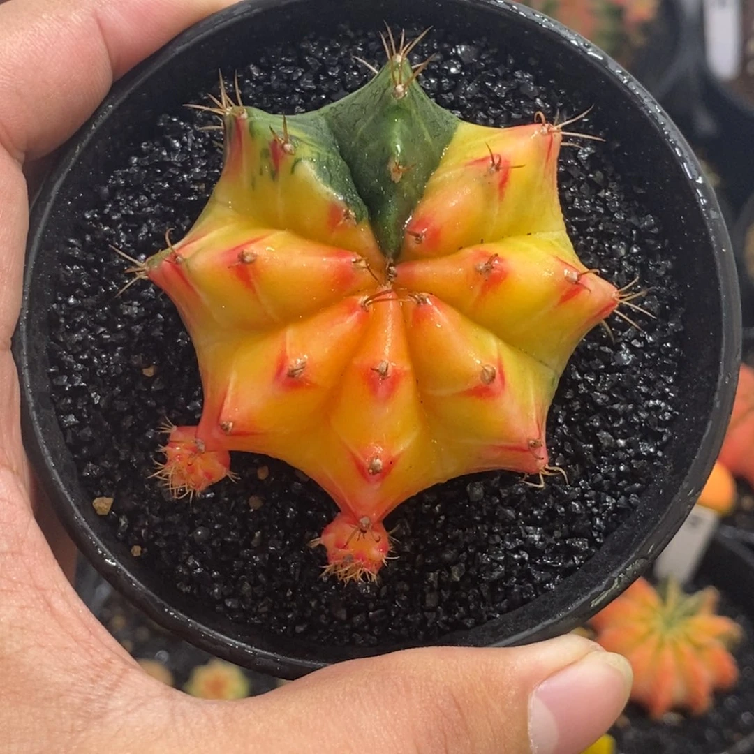 精品米哈—脱土发货34