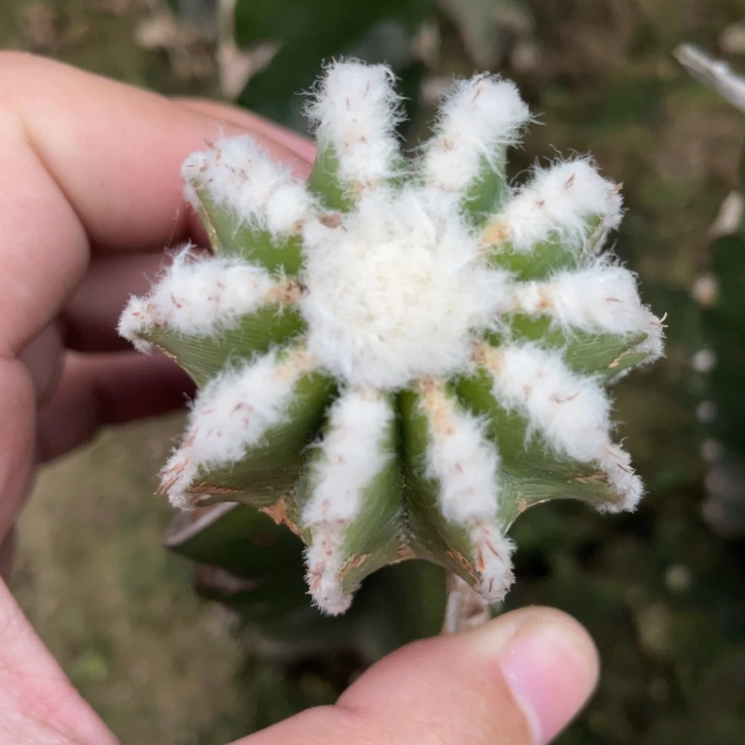 全部花朵新顿花笼 仙人球开花