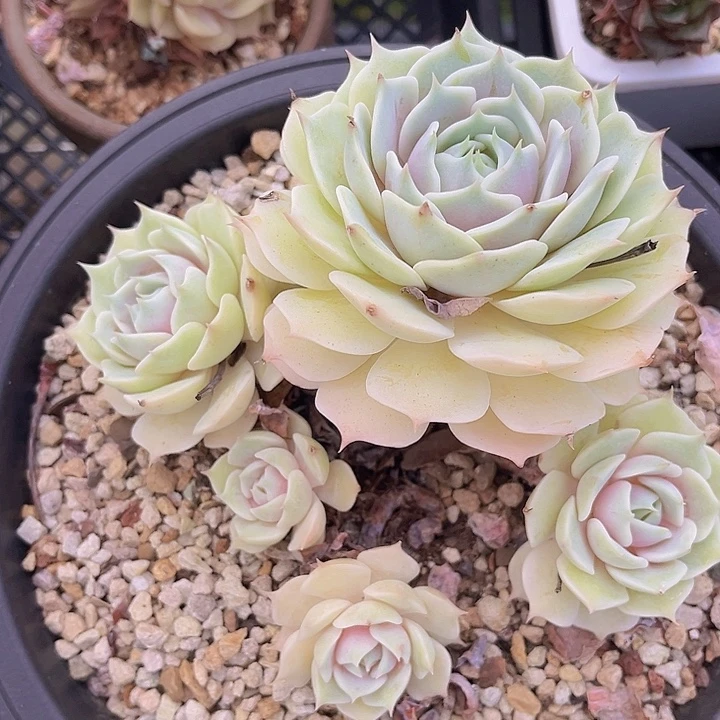 露娜莲2198多肉植物
