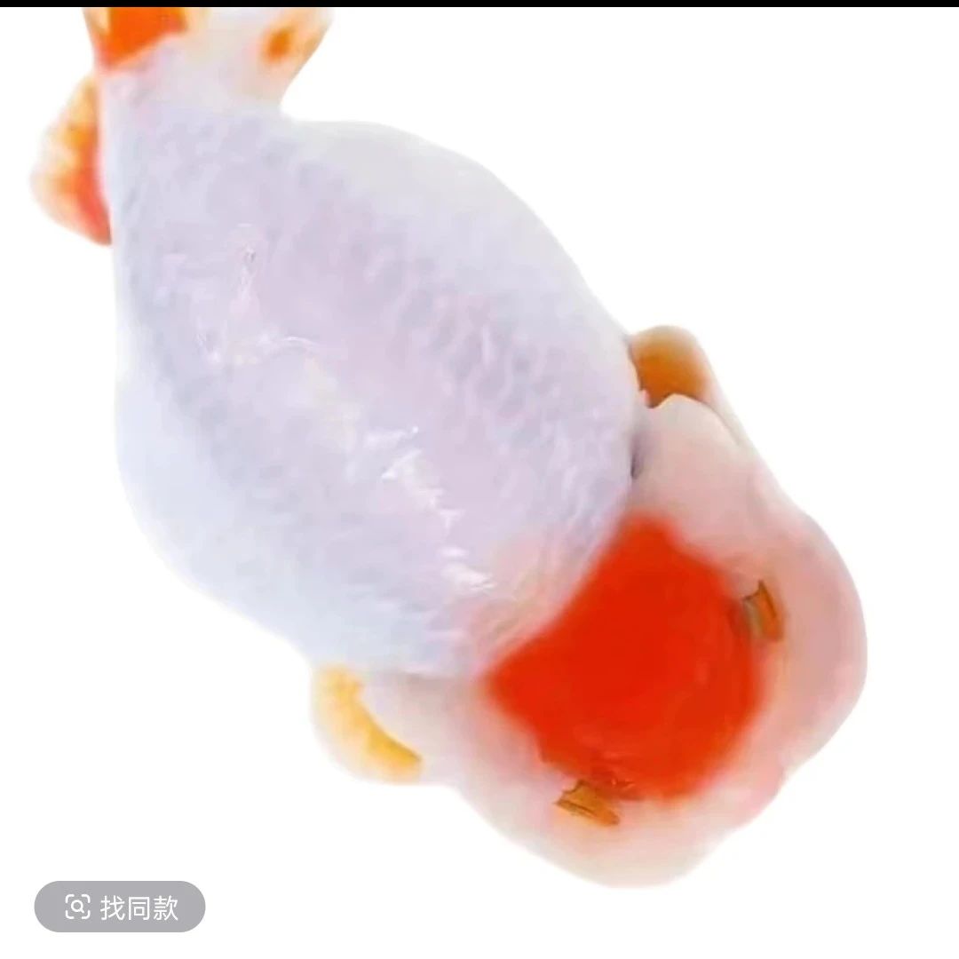 精品红顶虎正顶耐活好养冷水鱼包邮包活