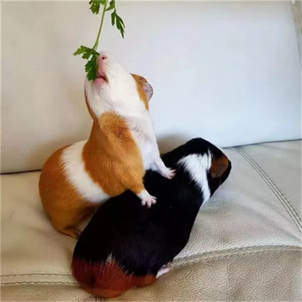 宠物荷兰鼠活体荷兰猪活物豚鼠黑白彩豚健康家养繁殖小体幼崽萌宠