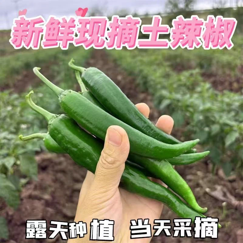 湖北本地农家露天种植新鲜土辣椒自种薄皮青椒辣度适中现摘现发