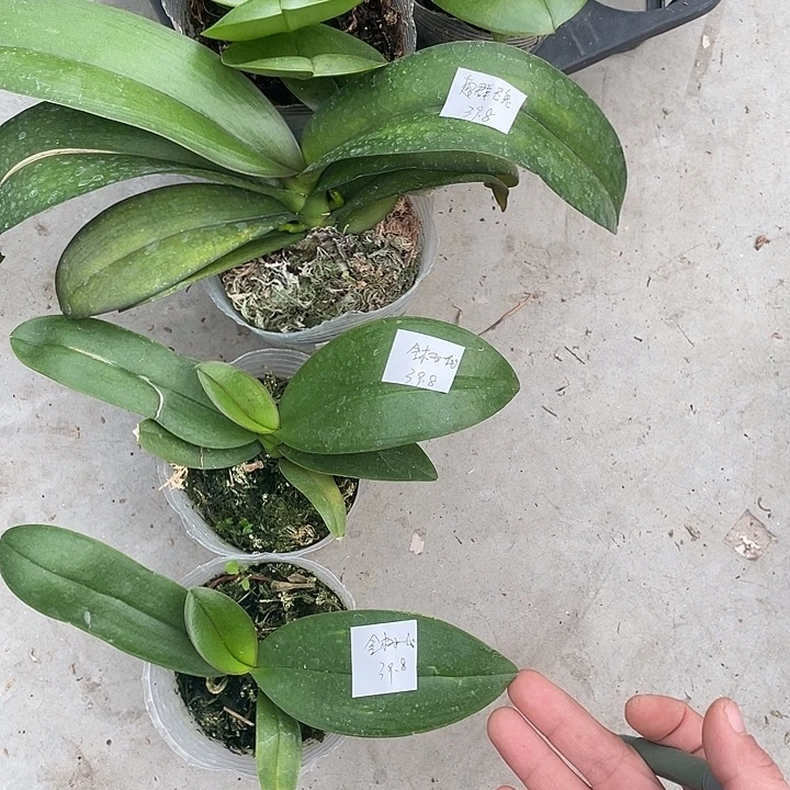 完全开放处理金树一代2颗➕超群玉兔3颗不售后