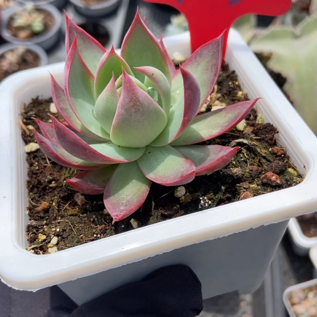 983惊鸿仙子多肉植物保护