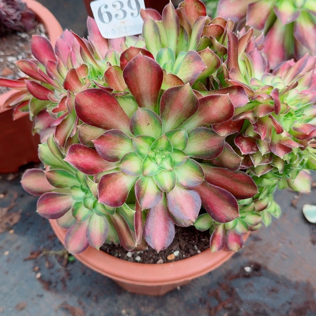 639韶华缀化多肉植物满28包邮