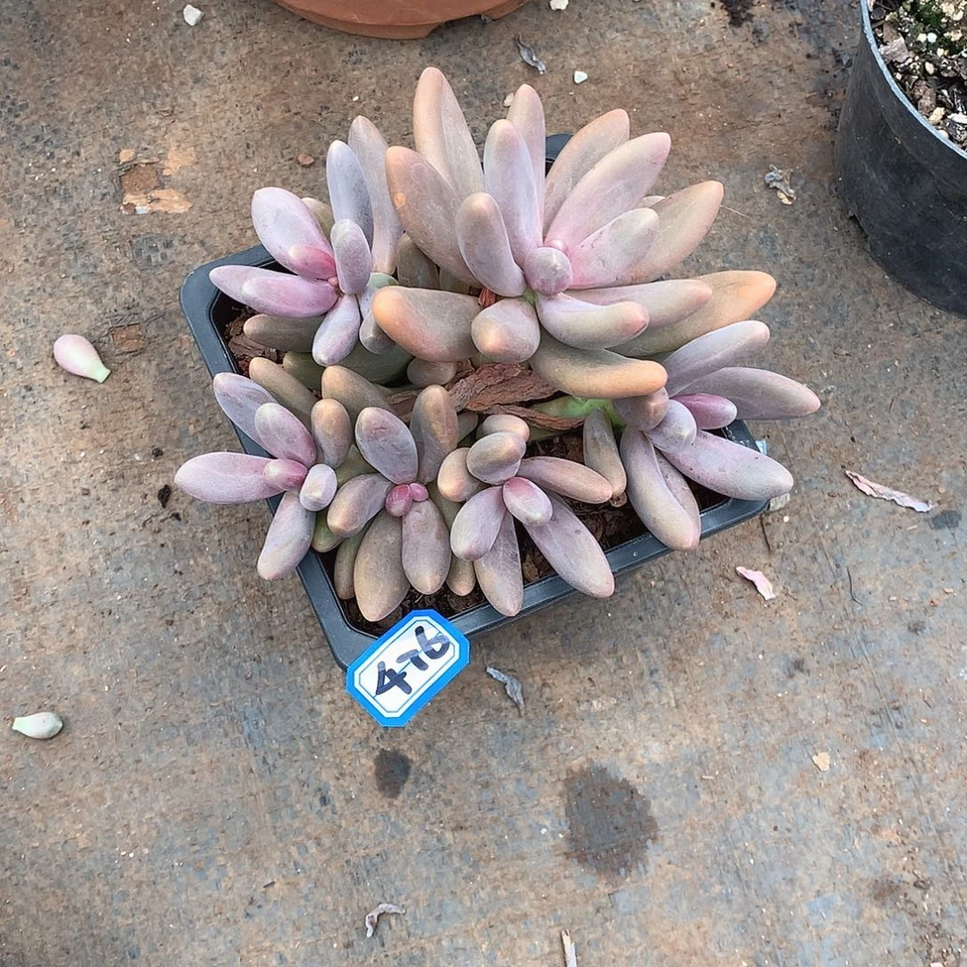 476 糖果一物一拍多肉