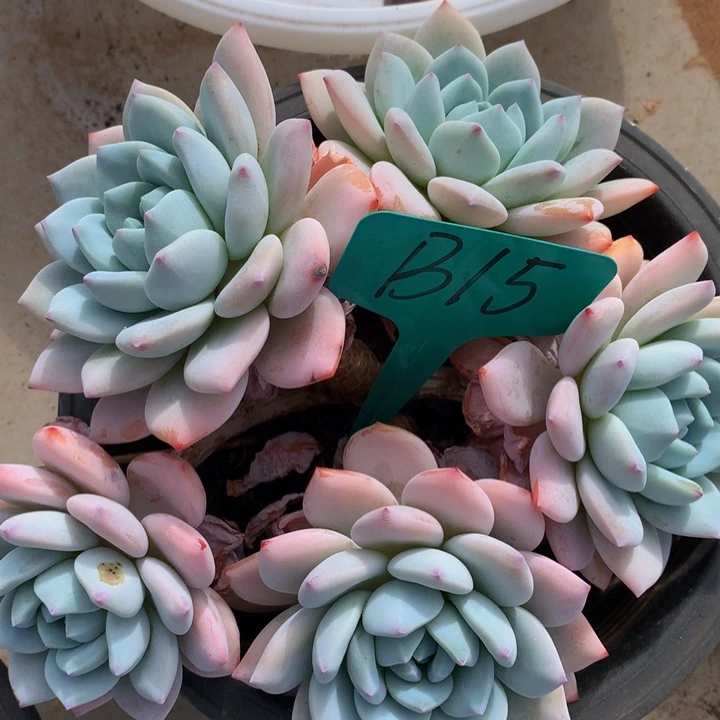 读肉皮子和欧72727273727