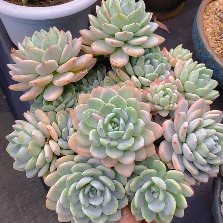 夏悦多肉 0305-86冷香