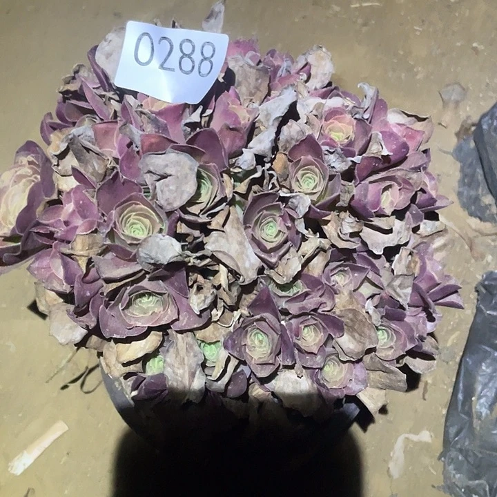 多肉植物法师288美金玫瑰
