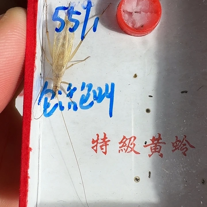 鹏***鹏蟋蟀111111111111111