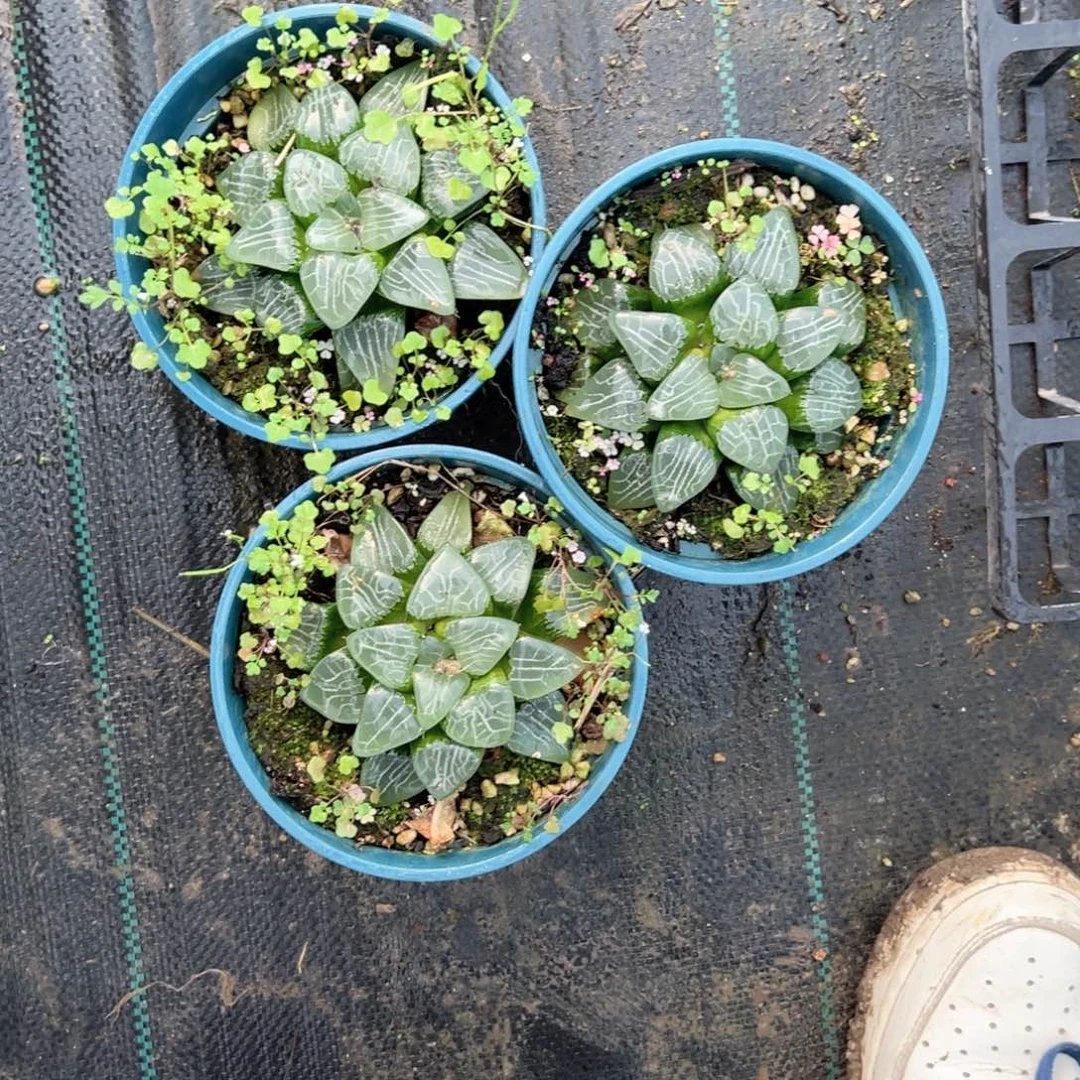 微瑕加仑盆月影寿多肉植物一颗