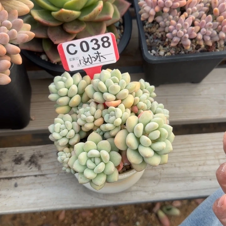 小****泡泡糖老桩多肉五十包邮