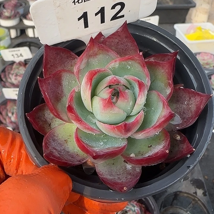 112 惊鸿仙子多肉植物6-9cm