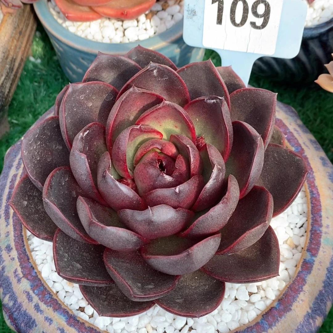 恶魔之眼多肉植物盆栽