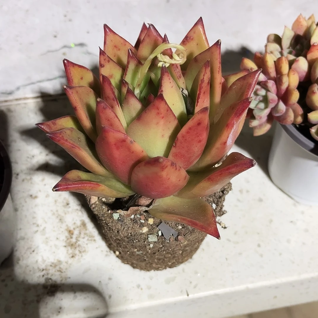 小****菜57多肉植物提取萃取剂中