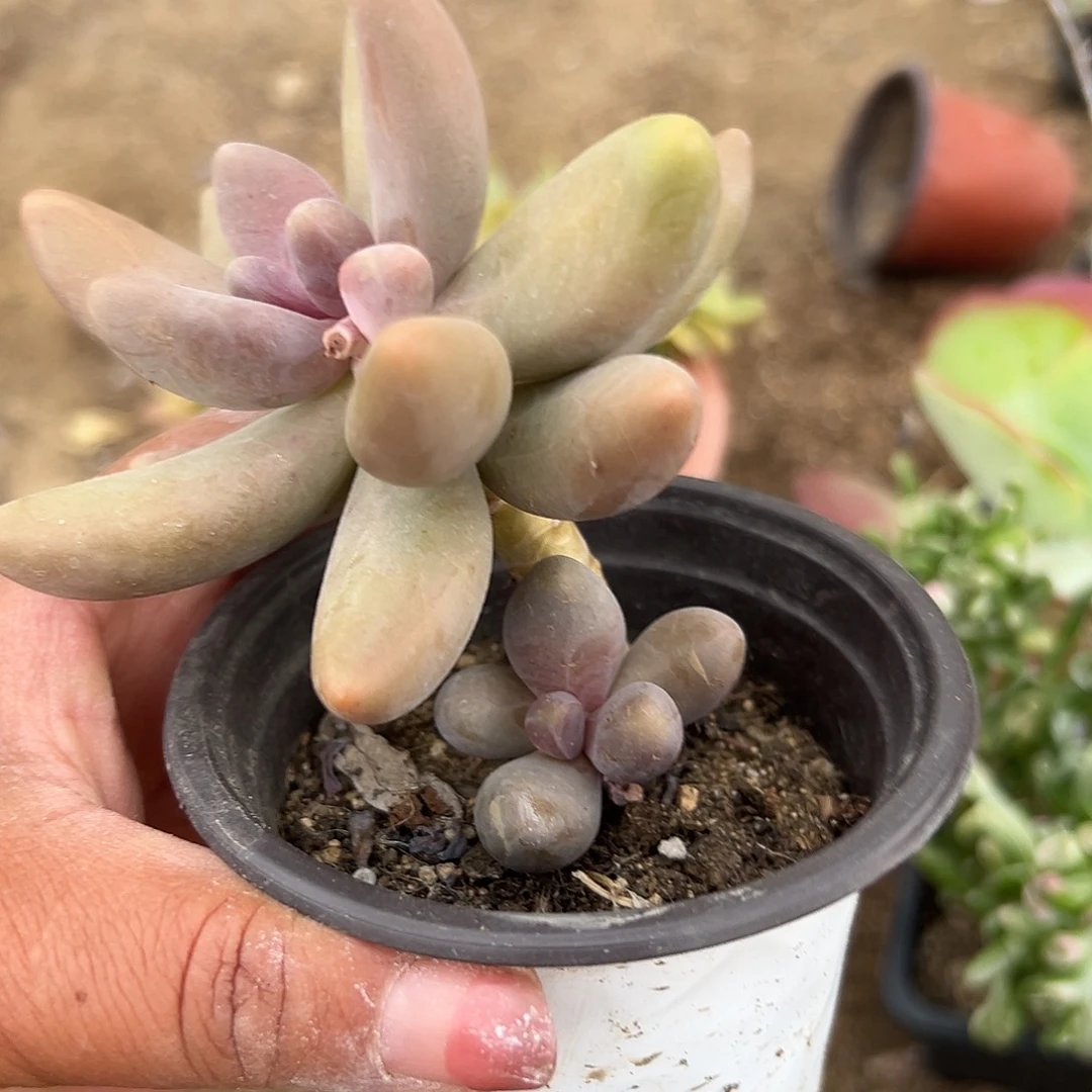 多肉植物多肉植物