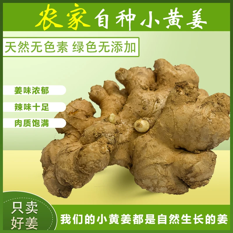 云南高山小黄姜正宗老姜辛辣十足姜味浓郁适合泡茶泡姜凉拌生姜