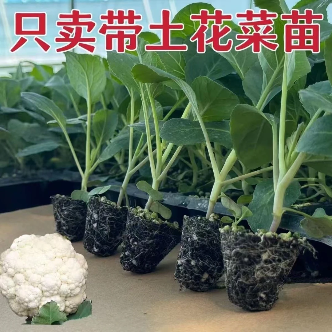 耐寒高产有机青梗花菜秧苗带土球四季可种阳台庭院适用