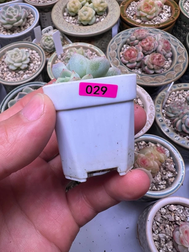 29号财富密码八千八百八31号泼天富贵多肉植物一物一拍