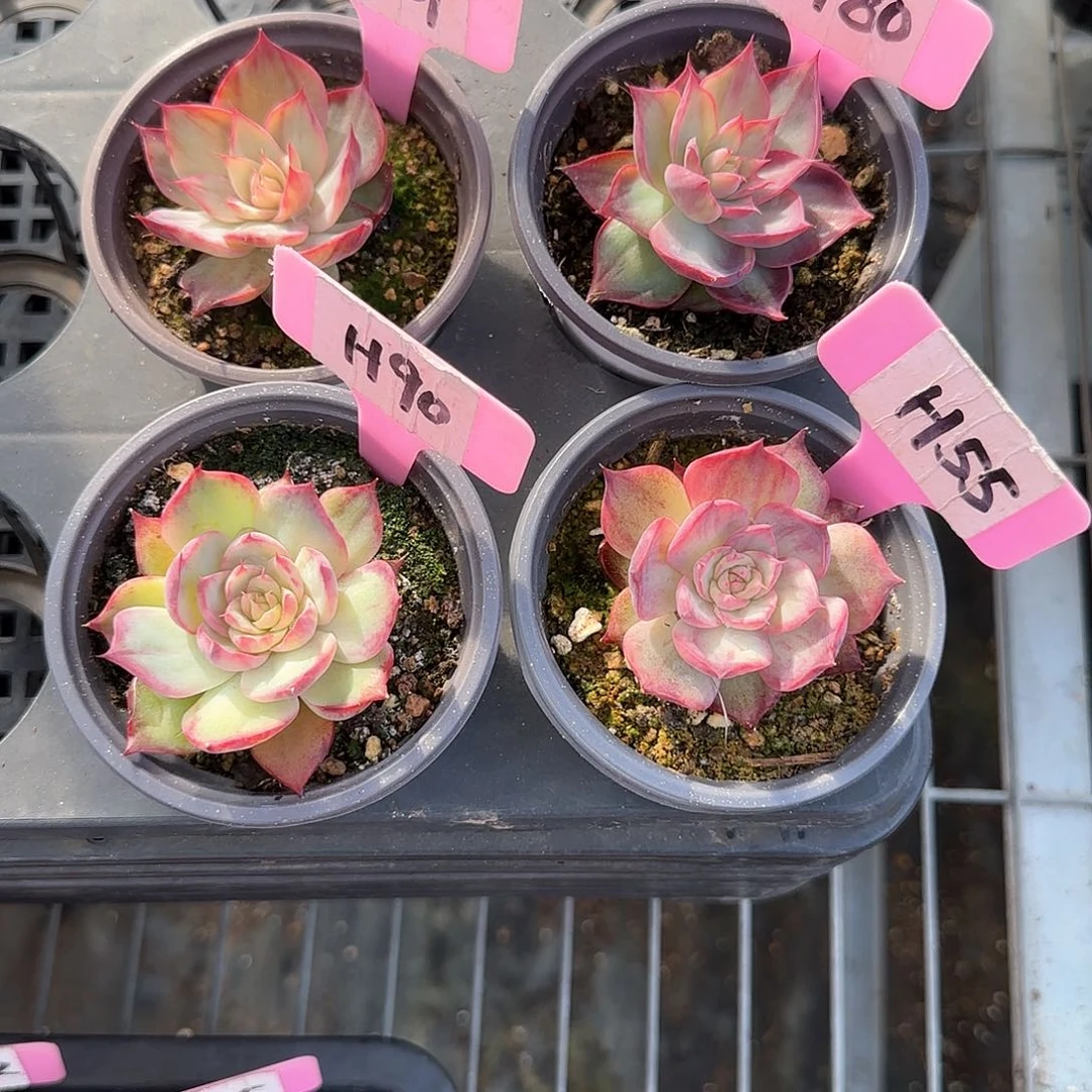 重****肉H57-80-90-55惊鸿单头多肉