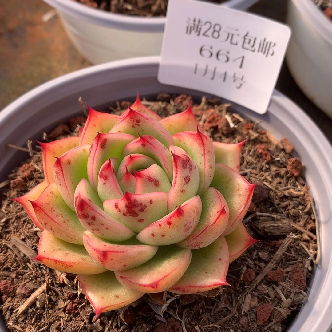 【闪购商品】云664号