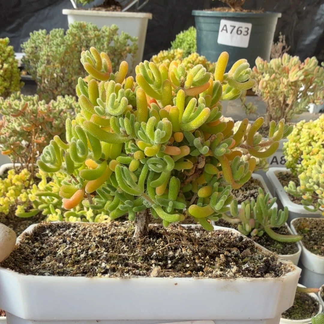 876钻石锦一物一拍