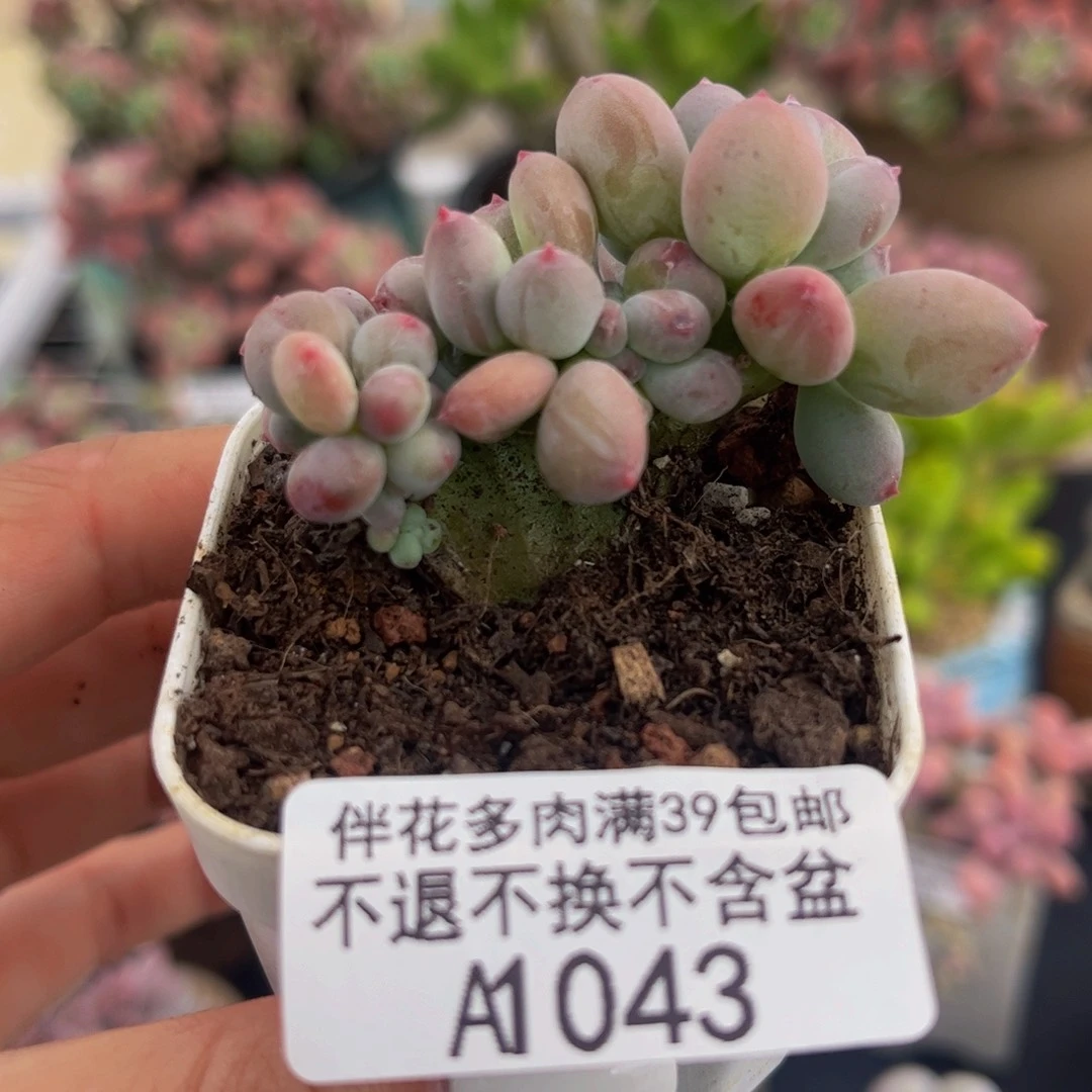 043-苹果奶坠化多肉5cm