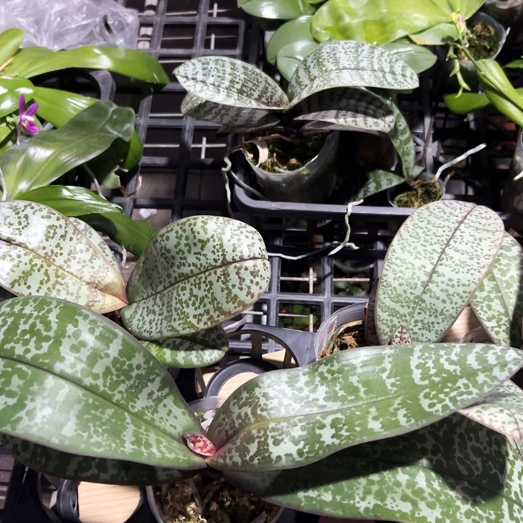 不开花植物西蕾丽3.5苗