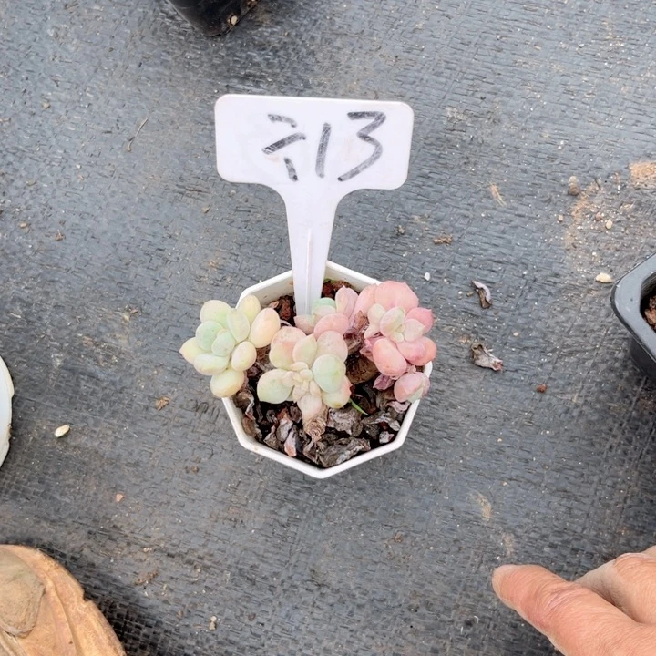 昂语多肉一物一柏=13