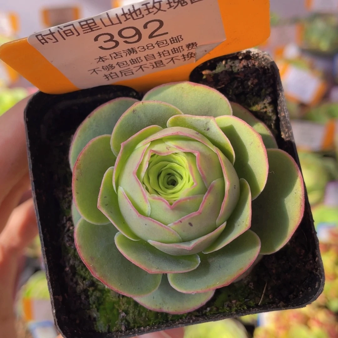 新品392一物一拍