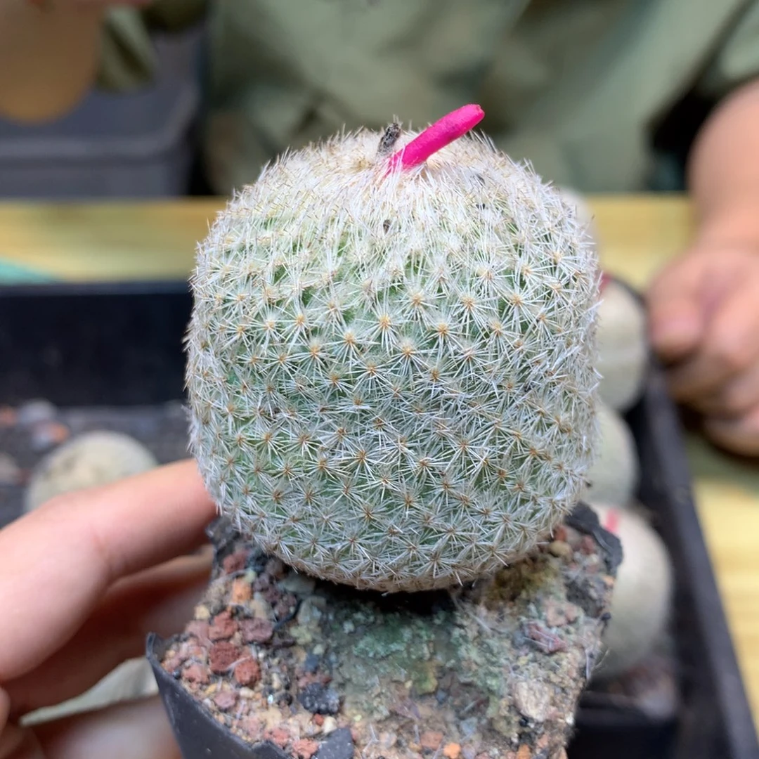 实生 单头月世界4公分带盆土发货