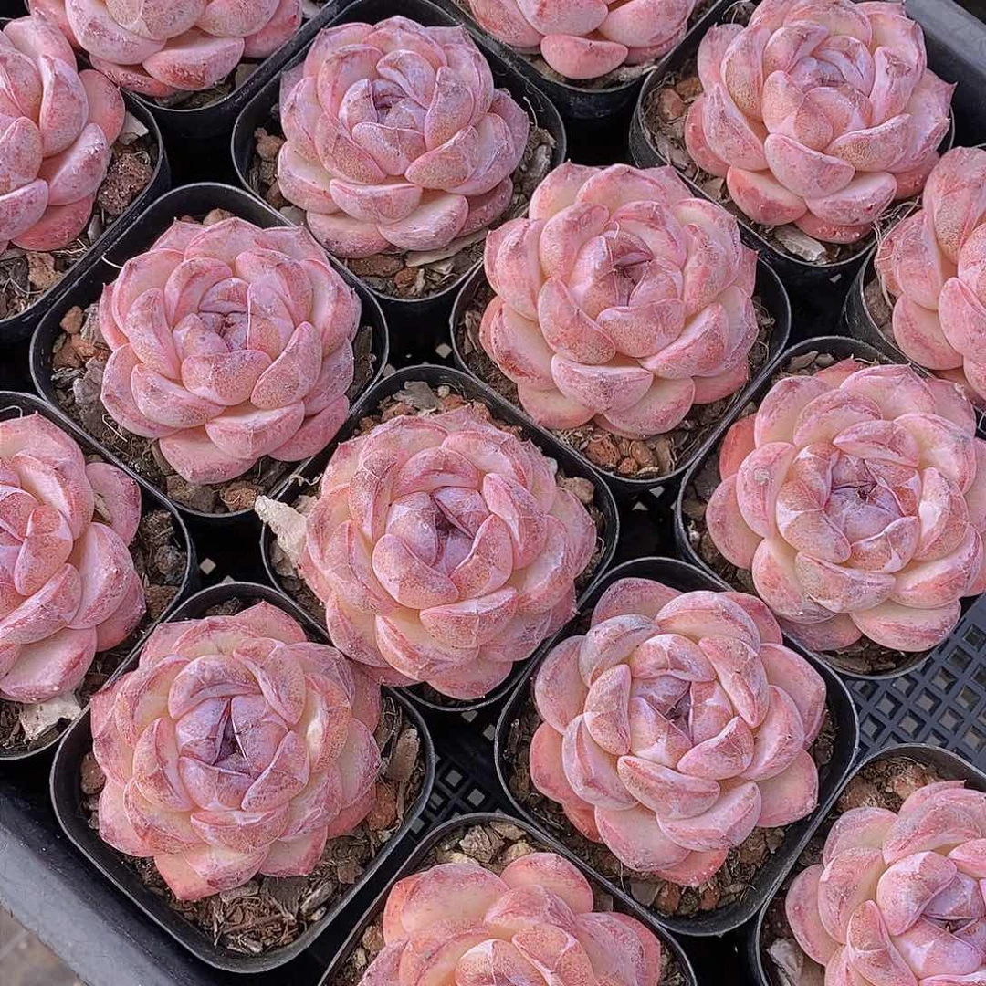 0125-新批次小黑橙单头一颗 量拍