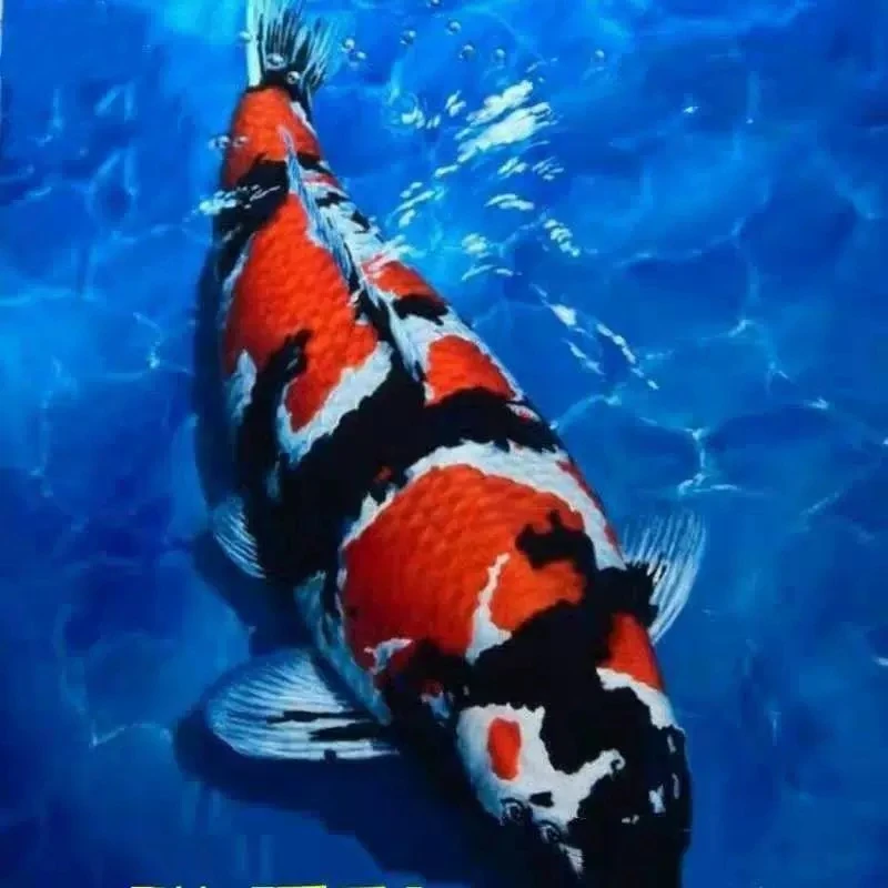 E淡水观赏鱼锦鲤昭和三色红白五色鱼苗易养活体