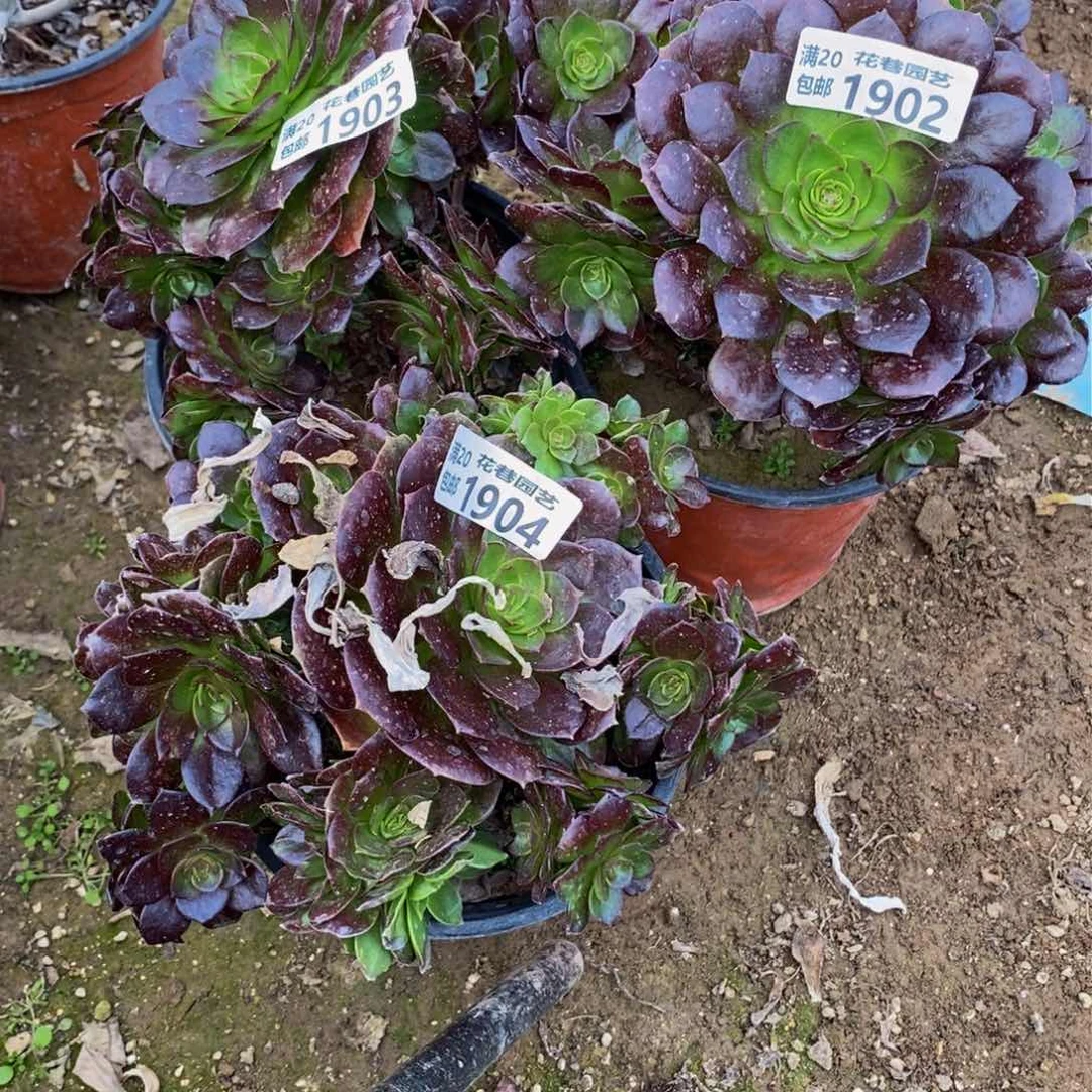 梦***?1902-03-04 号一物一拍多肉植物