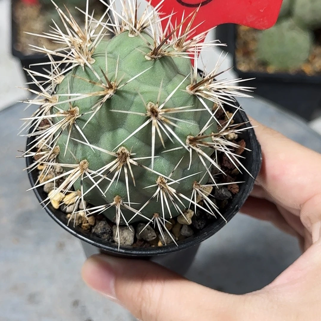 6号黑白明暗城冠幅5.5cm