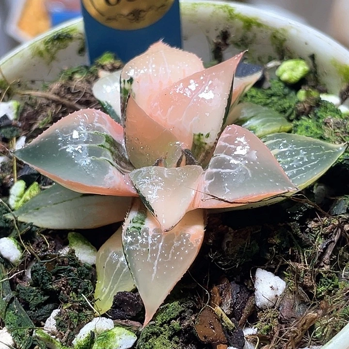 831酒吞锦特选福利