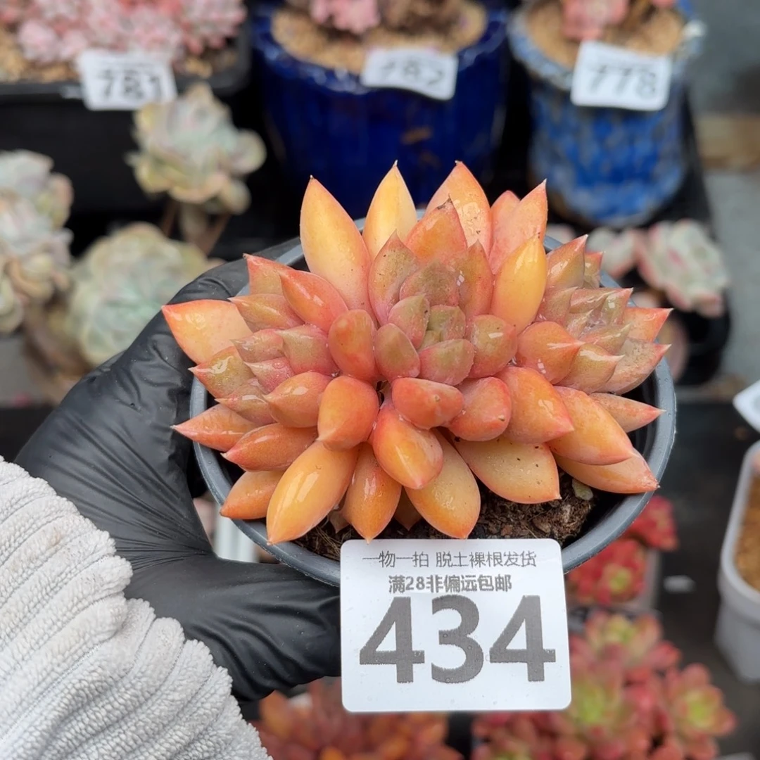 红象牙无盆土发货