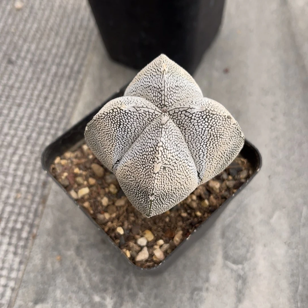 实生恩冢鸾凤玉一物一拍