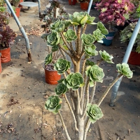 香馥多肉植物037