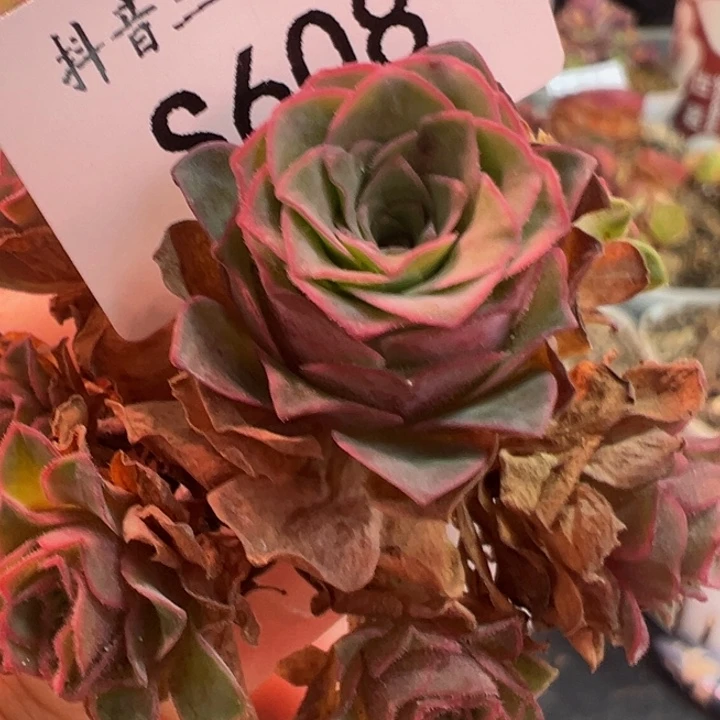 三碗608 不知名观察