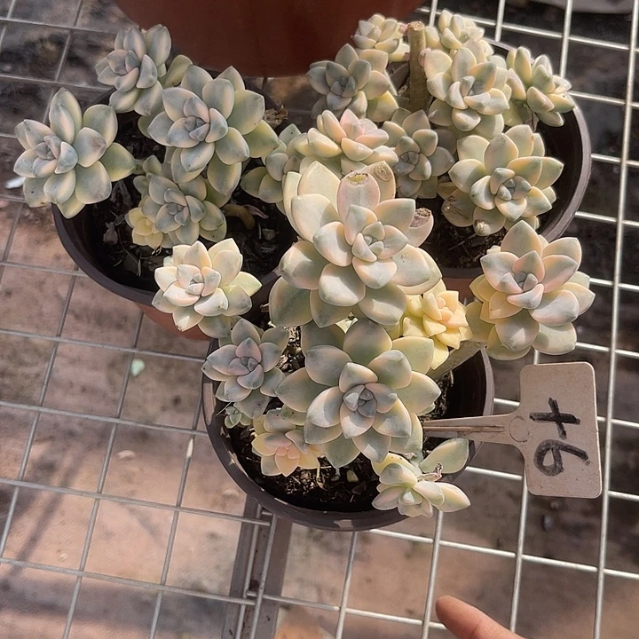小***师晨语多肉，一物一拍6