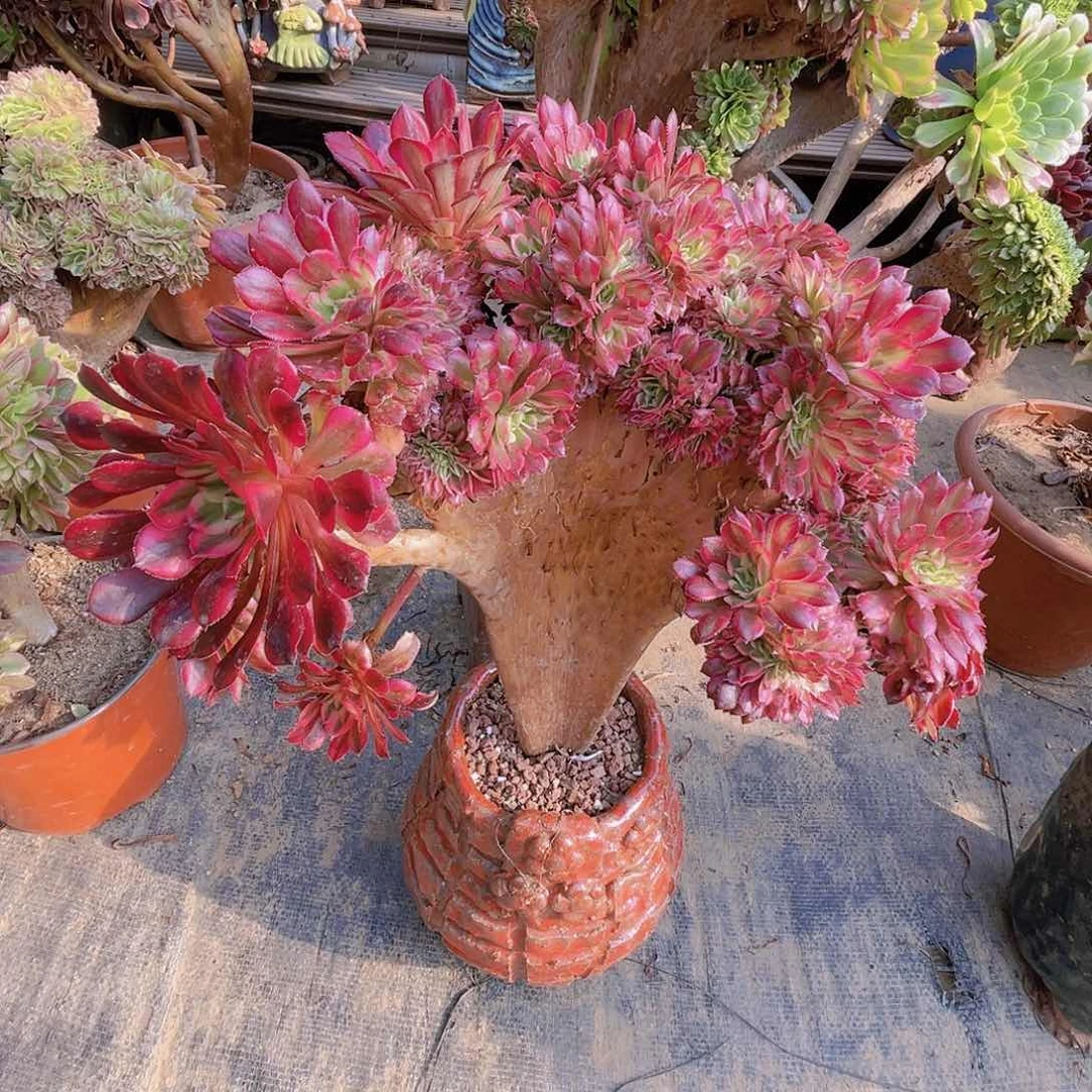 【闪购商品】无花朵红铜壶超白