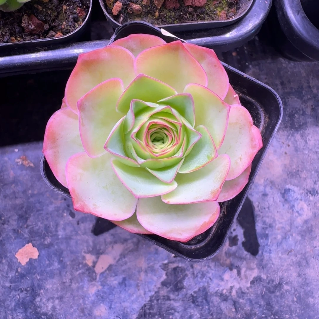 L708半城玫瑰发光体不含盆土